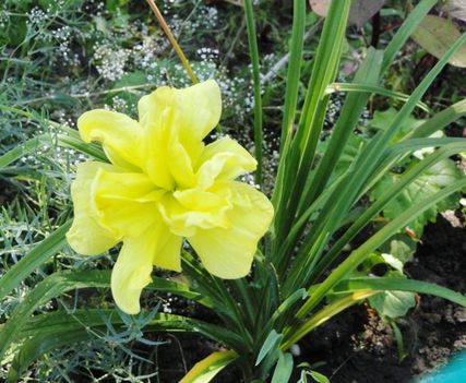 Hemerocallis Double river Wye