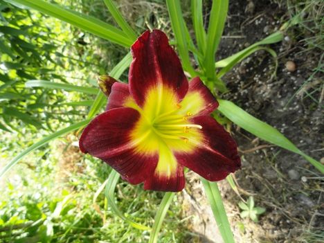 Hemerocallis Night Beacon