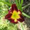 Hemerocallis Night Beacon