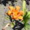 Hemerocallis 'Quanso'