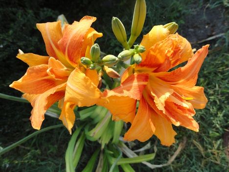 Hemerocallis 'Quanso'