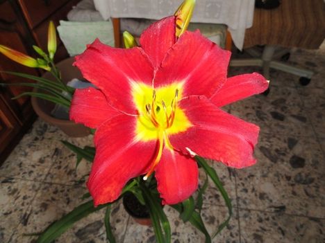 Hemerocallis Sammy Russel