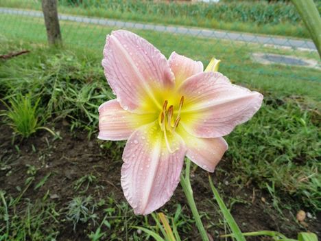 Hemerocallis Taglilie- Catherine Woodberry
