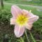 Hemerocallis Taglilie- Catherine Woodberry