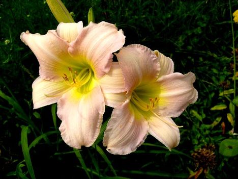 Hemerocallis Taglilie- Luxury  Lace