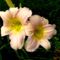 Hemerocallis Taglilie- Luxury  Lace