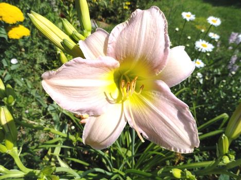 Hemerocallis Taglilie-Catherine Woodburry