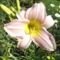 Hemerocallis Taglilie-Catherine Woodburry
