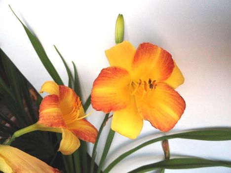 Hemerocallis Taglilie-Franz Hals