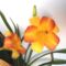 Hemerocallis Taglilie-Franz Hals