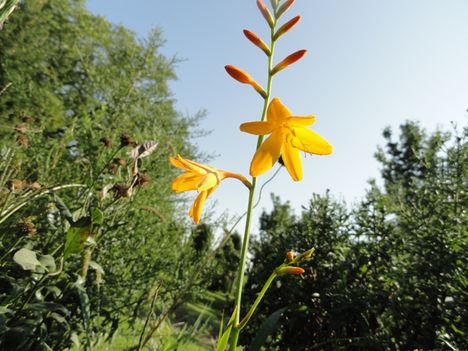 Kakasmandinkó,     Erythronium Pagoda