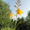 Kakasmandinkó,     Erythronium Pagoda
