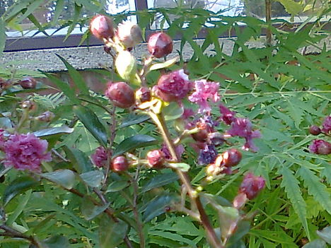 kinai selyemmirtusz,  --  LAGERSTROEMIA INDICA