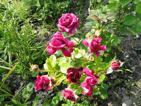Lila törpe rózsa