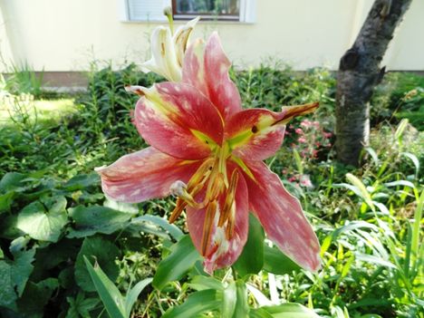Liliom