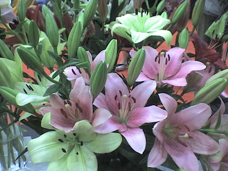 liliom