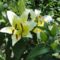 Liliom,   Königslilien  Trumpet  Regale