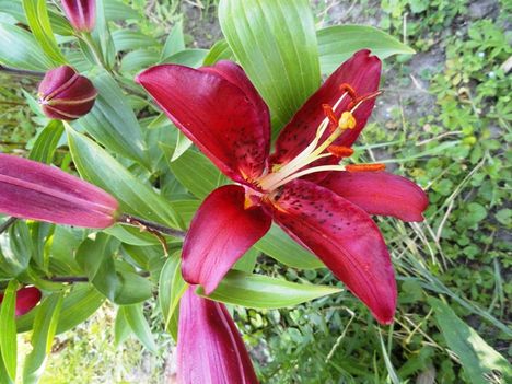 Liliom  Monte  Negro