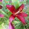 Liliom  Monte  Negro