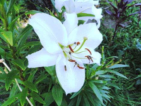 Lilium  Aruba