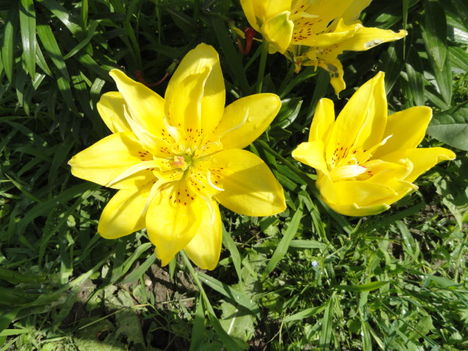 Lilium  Fata  Morgana