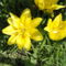 Lilium  Fata  Morgana
