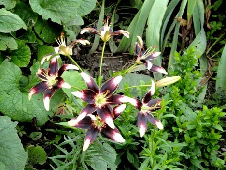 Lilium ' Netty 'sPride '