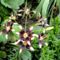Lilium ' Netty 'sPride '