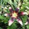 Lilium  Netty's  Pride