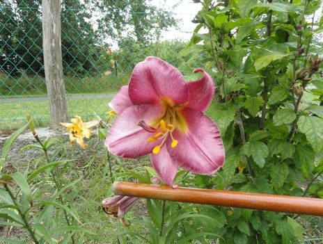 Lilium  Pink  Perfection
