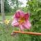 Lilium  Pink  Perfection