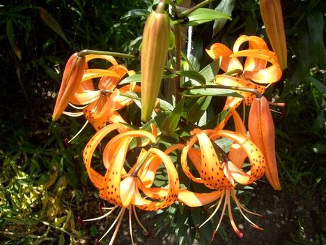 Lilium  Tigrinum