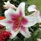 Lilium  Triumphator