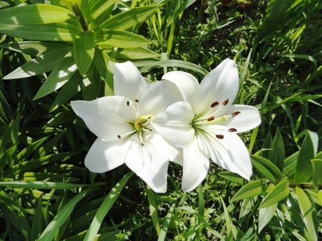 LIlium  White