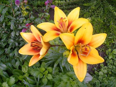 Lilium  Yellow-brown