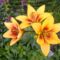 Lilium  Yellow-brown