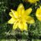 Lilium Fata Morgana
