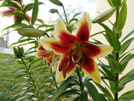 Lilium hybrid Red Dutch