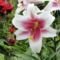 Lilium LO hybrid Triumphator