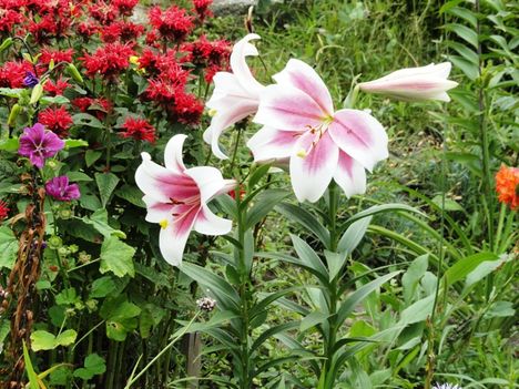 Lilium LO hybrid Triumphator
