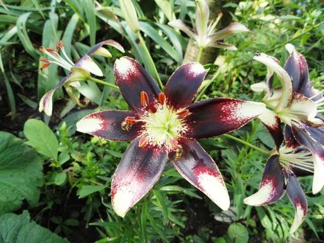 Lilium Netty's Pride