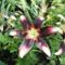 Lilium Netty's Pride