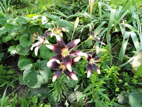 Lilium Netty's Pride
