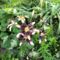 Lilium Netty's Pride