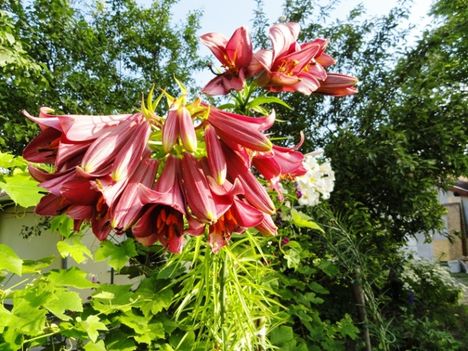 Lilium Pink Pefection