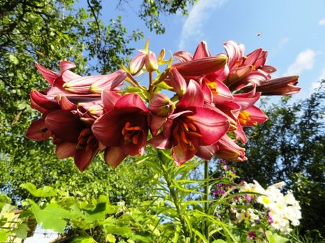 Lilium Pink Perfection
