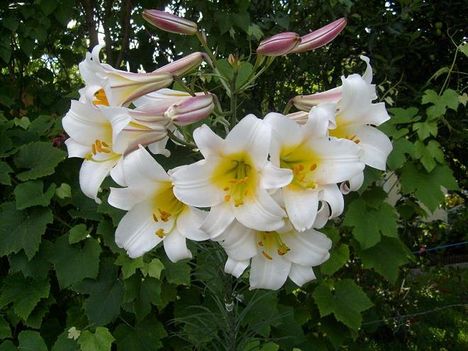 Lilium Regale