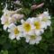 Lilium Regale