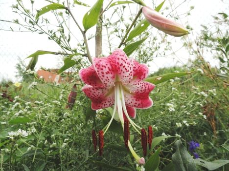 Lilium, speciális Rubrum