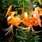 Lilium Tigrinum